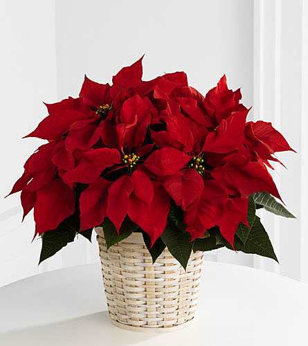 Red Poinsettia Basket - 6 inch pot size