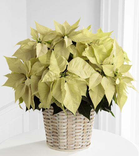Large White Poinsettia Basket - 8 inch pot size