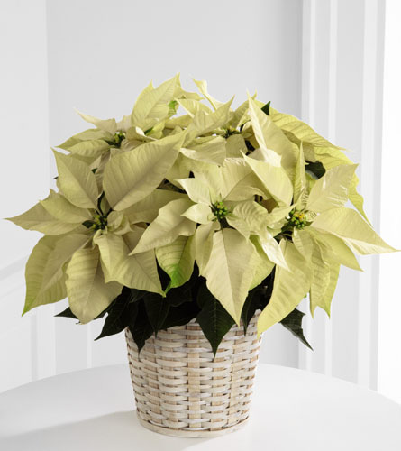 White Poinsettia Basket - 6 inch pot size
