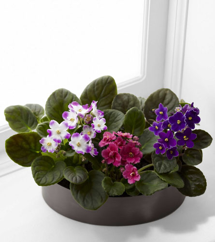FTD's African Violets