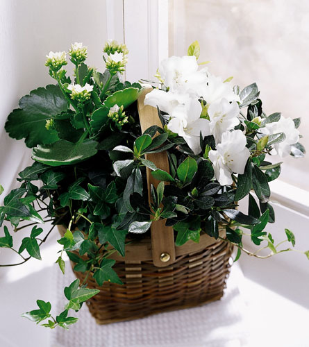 White Assortment Basket