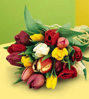 18 Hand-Tied Mixed Tulips