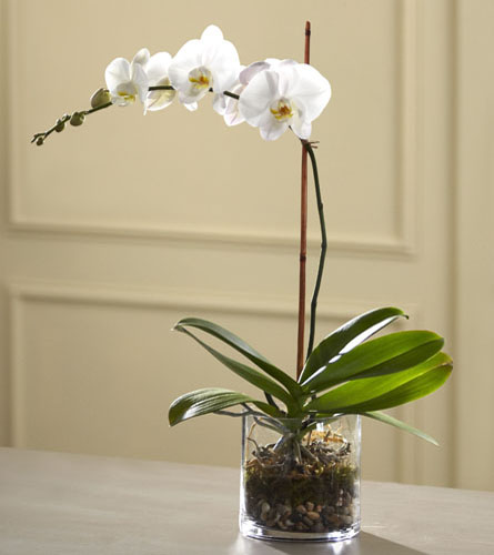 White Orchid in Glass