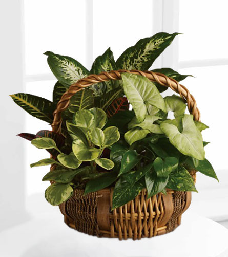 Emerald Garden Basket
