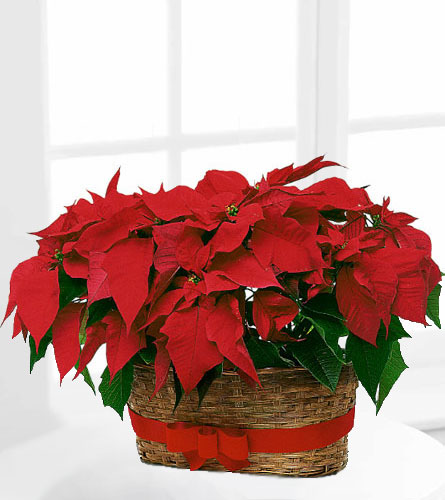 Double Poinsettia Basket - Two 6 inch pot size